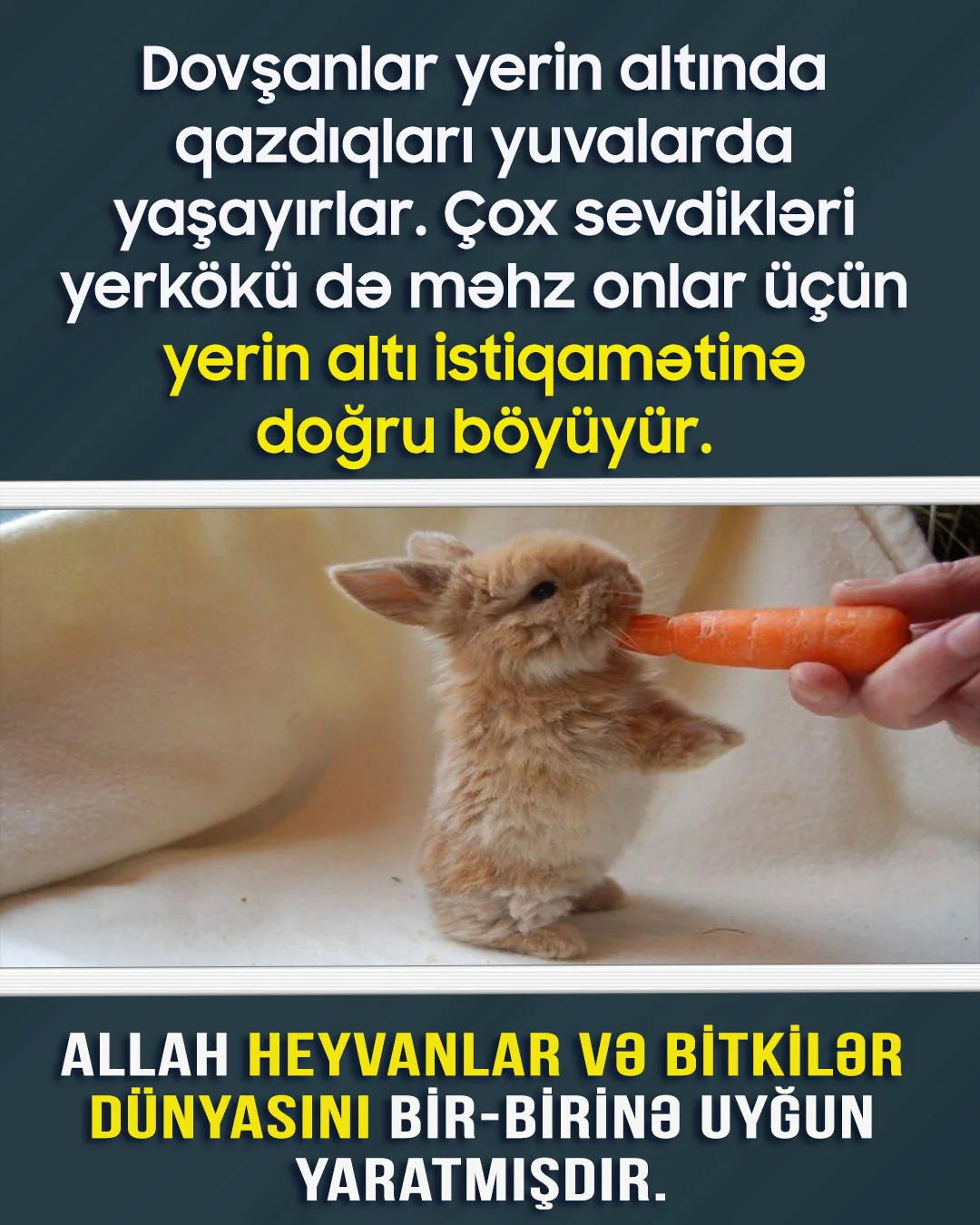 Sizcə bir dovşana “ən çox nə yeməyi sevirsən?” deyə soruşsaq bizə nə cavab verər?