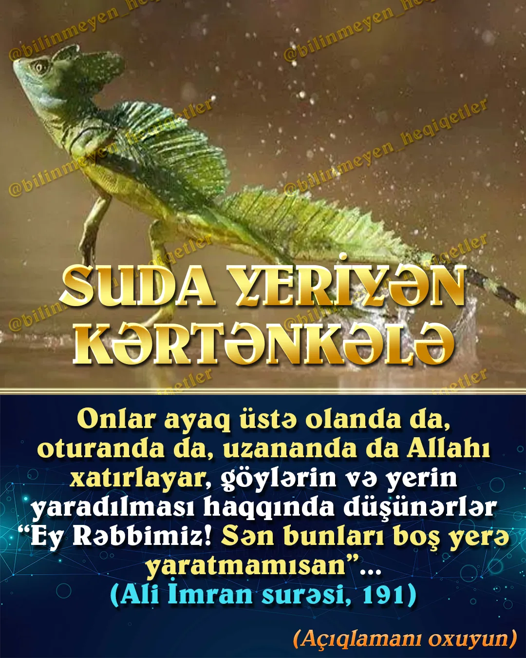 Suda yeriyən kərtənkələ saniyədə 20 addım ataraq suyun üstündə sürətlə qaçır