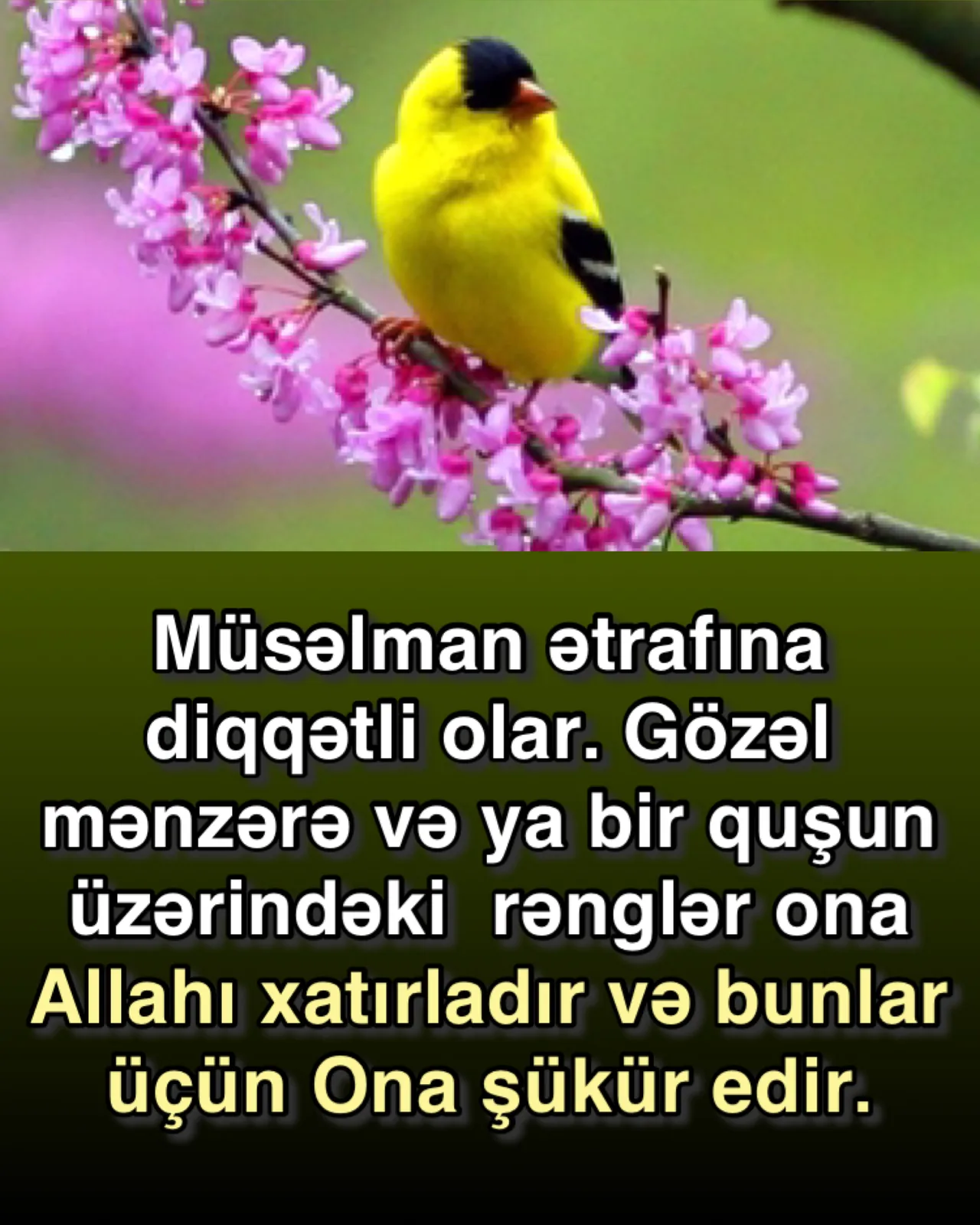 Şükür fərzdir və ruhumuza şəfadır