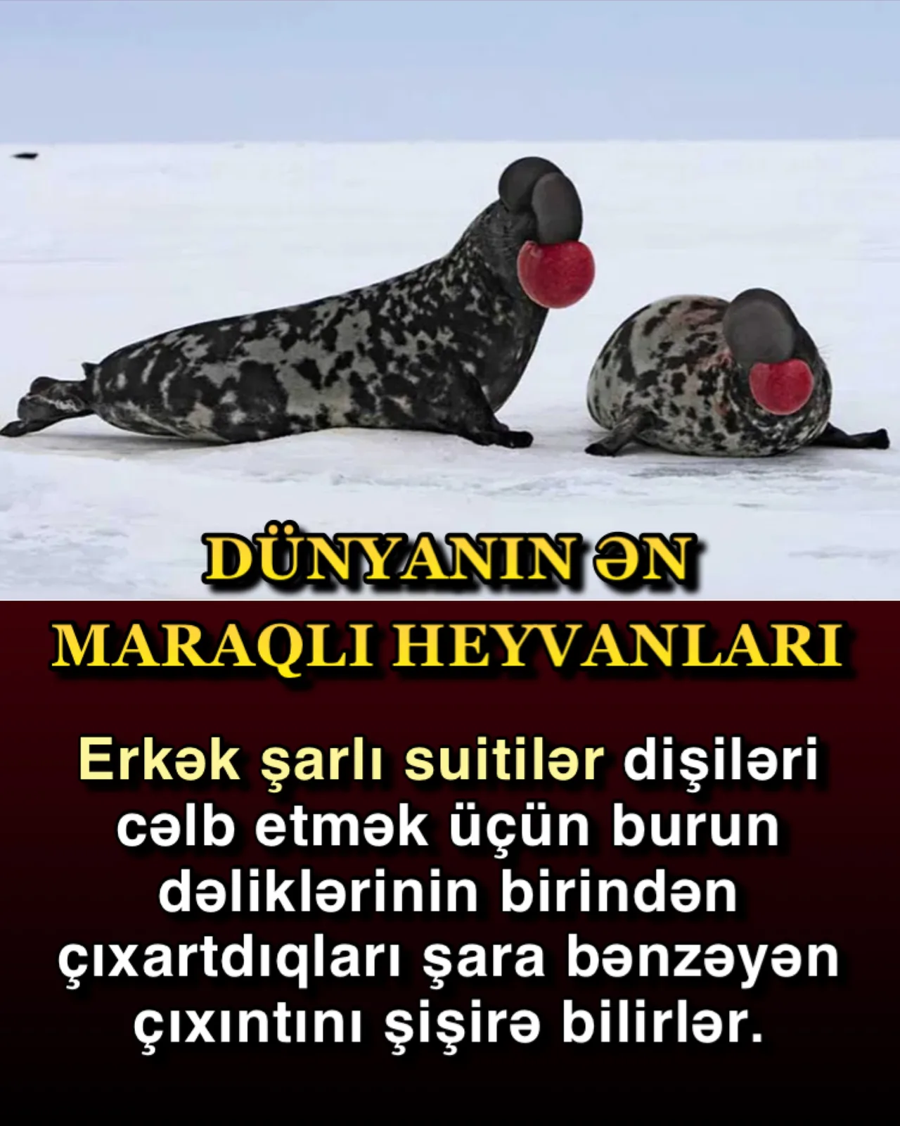 Sürətli üzücülər suitilər
