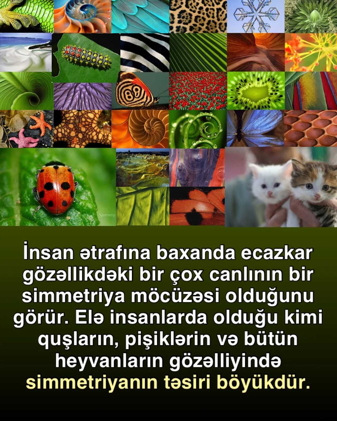 Təbiətdəki qüsursuz simmetriya
