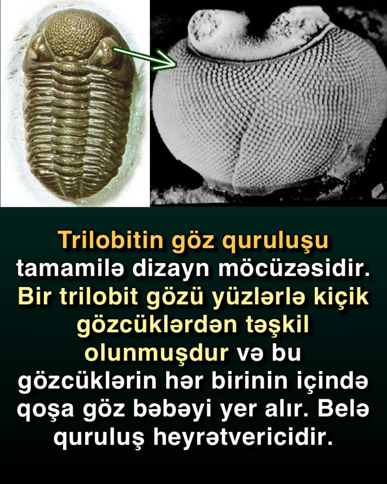 Trilobitlərin fasetli gözləri