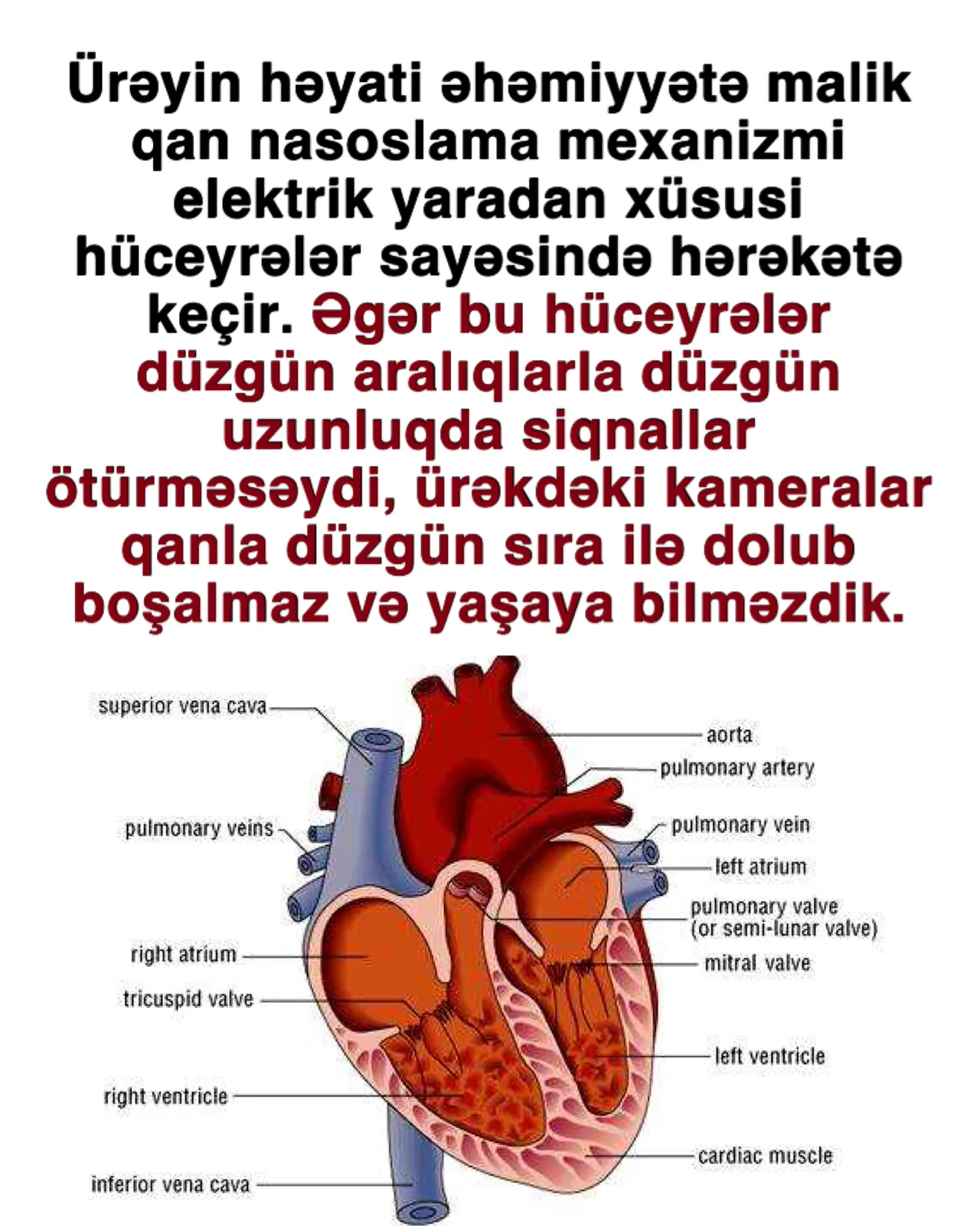 Ürək döyüntülərini tənzimləyən sistem