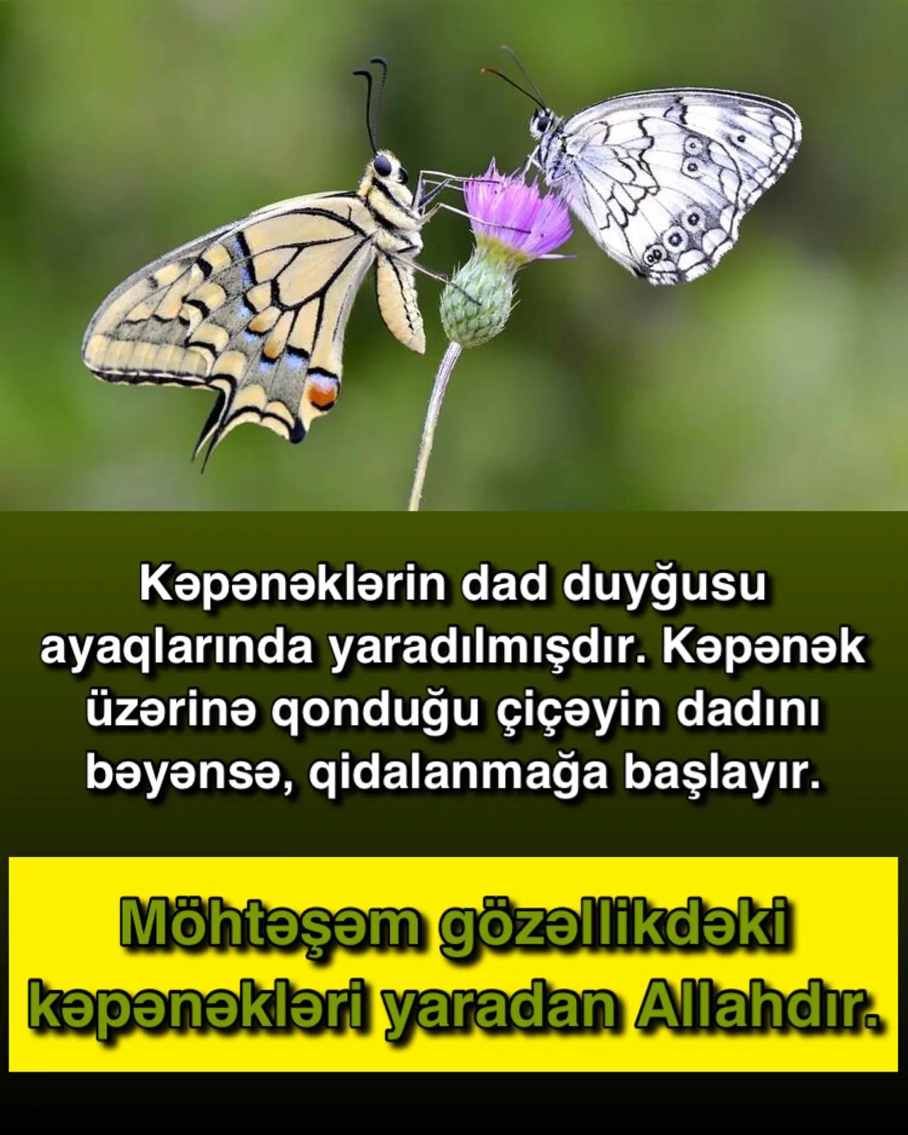 Yaxınımızdakı heyvanların mükəmməl strukturları