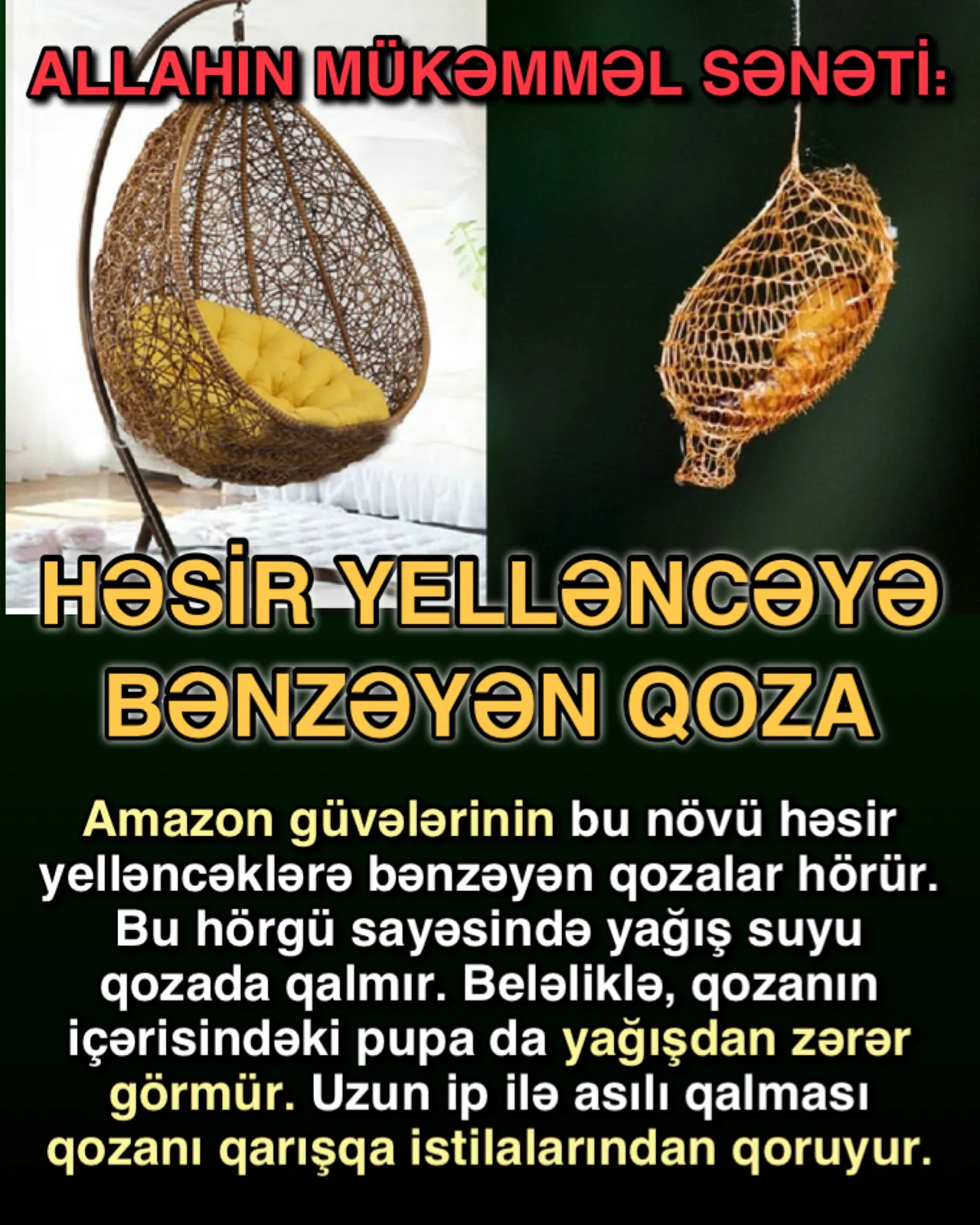 Yer üzündəki ecazkar canlılar